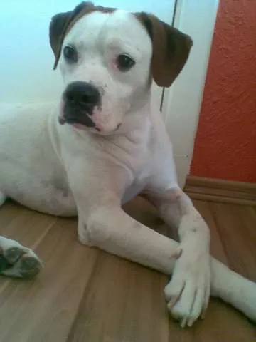 Cachorro ra a BOXER MESTIÇO idade 2 anos nome BATATA