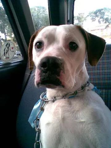 Cachorro ra a BOXER MESTIÇO idade 2 anos nome BATATA
