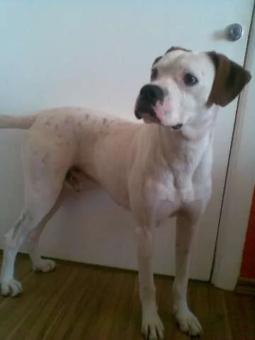 Cachorro ra a BOXER MESTIÇO idade 2 anos nome BATATA