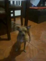 Cachorro ra a pintcher idade 3 anos nome Eros