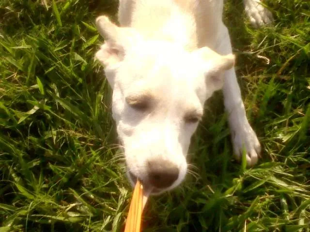 Cachorro ra a Vira lata idade 2 a 6 meses nome Mel