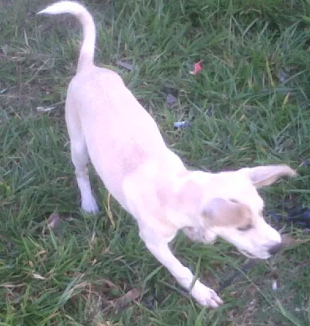Cachorro ra a Vira lata idade 2 a 6 meses nome Mel