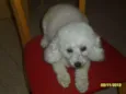 Cacau