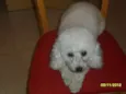 Cacau