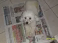 Cacau