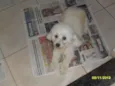 Cacau