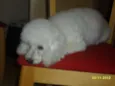 Cacau