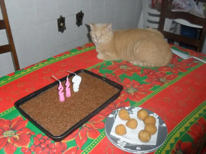 Gato raça Vira lata idade 3 anos nome Prejuizo