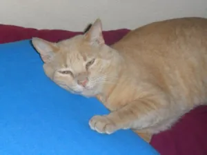 Gato raça Vira lata idade 3 anos nome Prejuizo