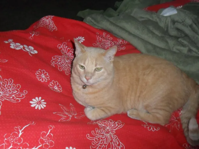 Gato raça Vira lata idade 3 anos nome Prejuizo
