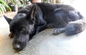 Cachorro raça SRD idade  nome Marley