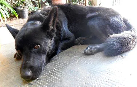 Cachorro ra a SRD idade  nome Marley