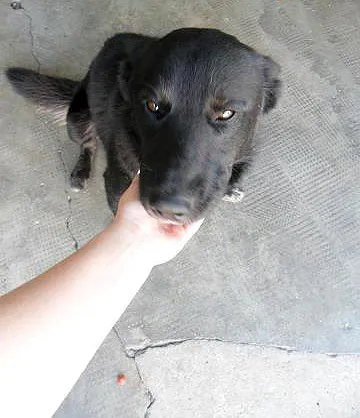Cachorro ra a SRD idade  nome Marley