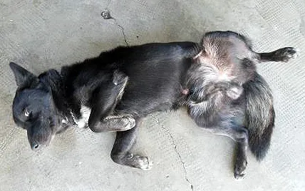 Cachorro ra a SRD idade  nome Marley