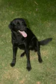 Lua