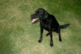 Lua