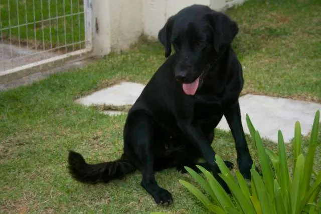 Cachorro ra a SRD idade 2 anos nome Lua