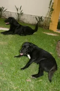 Cachorro ra a SRD idade 2 anos nome Lua