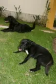 Lua