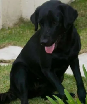 Cachorro raça SRD idade 2 anos nome Lua