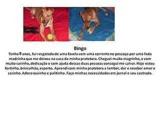 Cachorro ra a SRD idade 5 anos nome BINGO