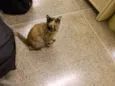 Catita