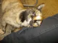 Catita