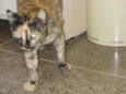 Catita