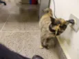 Catita