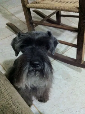 Cachorro ra a Shnauzer idade 6 ou mais anos nome Bruce