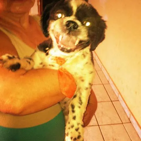 Cachorro ra a Shitzu idade  nome Desconhecido