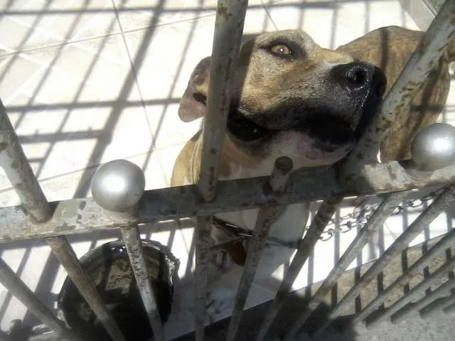 Cachorro ra a Pit-Bull idade 2 anos nome Brenda