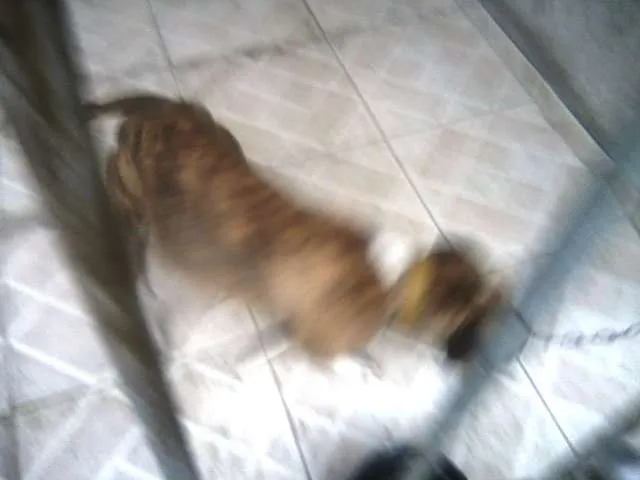 Cachorro ra a Pit-Bull idade 2 anos nome Brenda