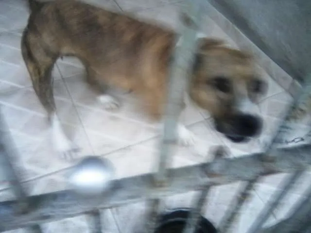 Cachorro ra a Pit-Bull idade 2 anos nome Brenda