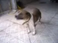 Brenda