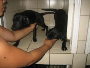 Cachorro raça Labrador idade 2 a 6 meses nome Jorginho e Jorginha
