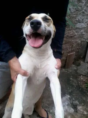 Cachorro raça Pit-Bull idade 2 anos nome João Bosco