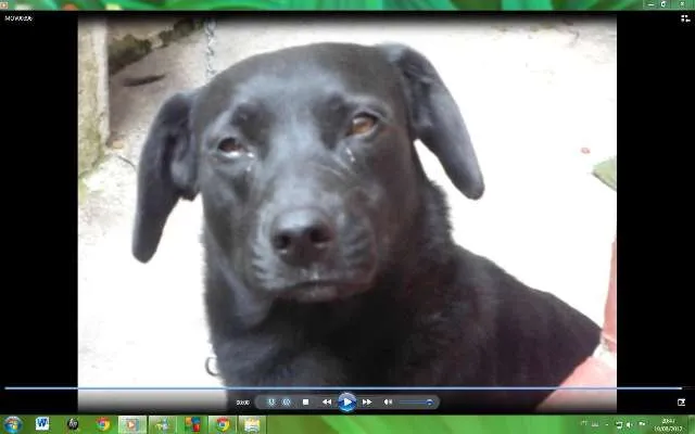Cachorro ra a Mestiça de Labrador idade 4 anos nome Oníqua (NEGA)