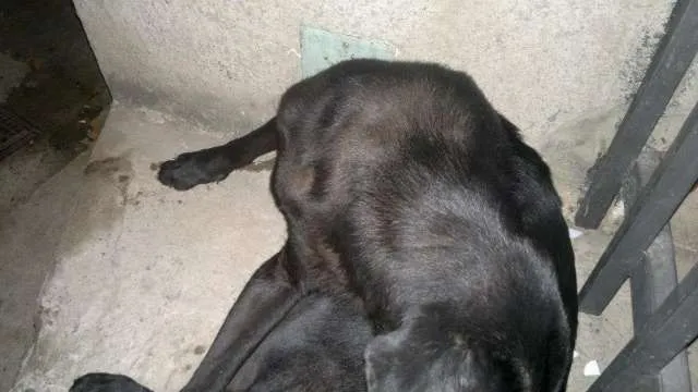 Cachorro ra a Mestiça de Labrador idade 4 anos nome Oníqua (NEGA)