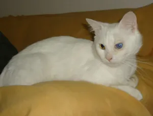 Gato raça SRD idade  nome Mingau