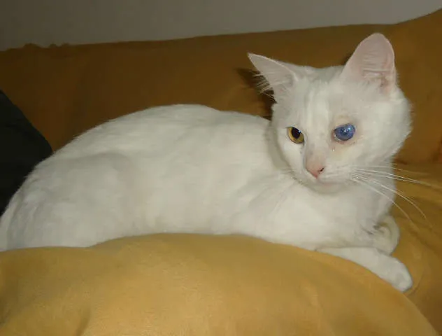Gato ra a SRD idade  nome Mingau