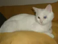 Mingau