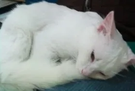 Gato ra a SRD idade  nome Mingau