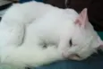 Mingau