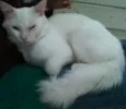 Mingau