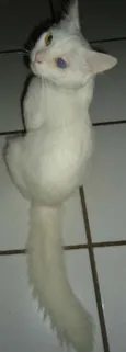 Mingau