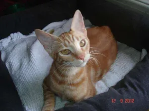Gato raça srd idade 2 a 6 meses nome Guinho