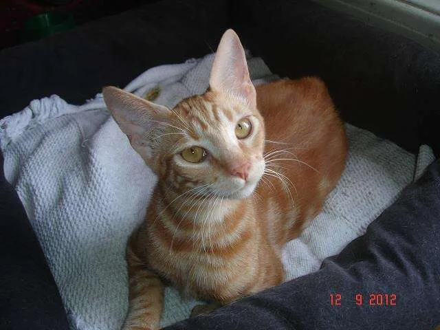 Gato ra a srd idade 2 a 6 meses nome Guinho