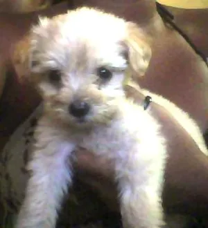 Cachorro raça Poodle idade 2 a 6 meses nome Nina