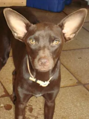 Cachorro raça SRD idade 7 a 11 meses nome Brownie